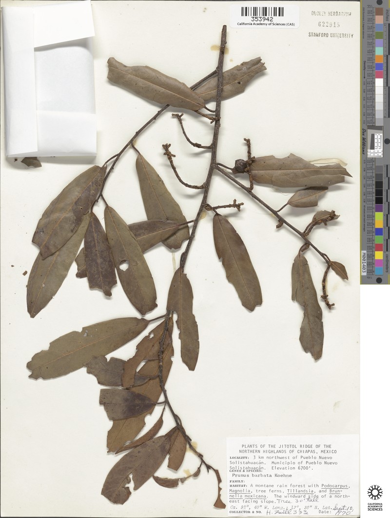 Prunus barbata photo 6