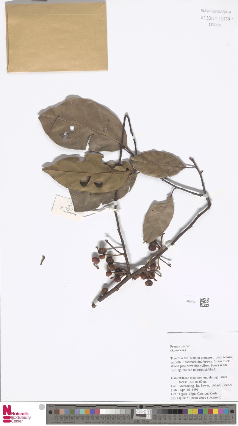 Prunus beccarii