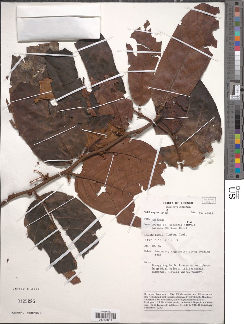 Prunus beccarii photo 2