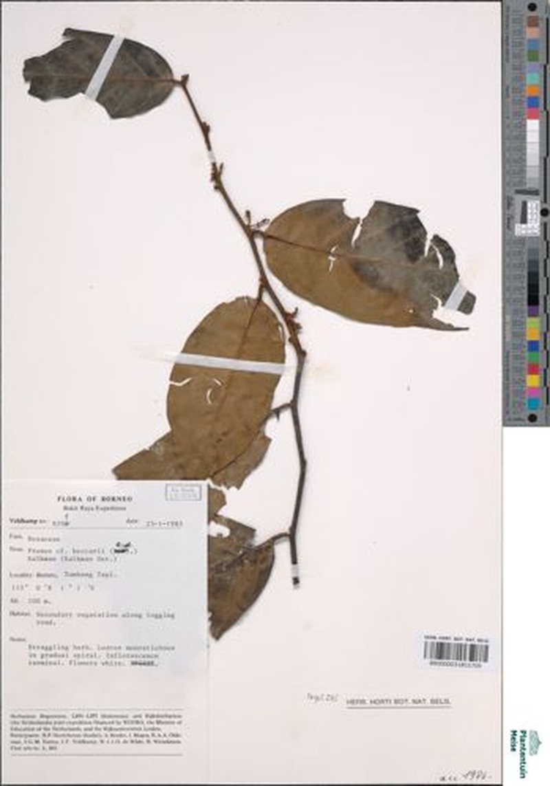 Prunus beccarii photo 3