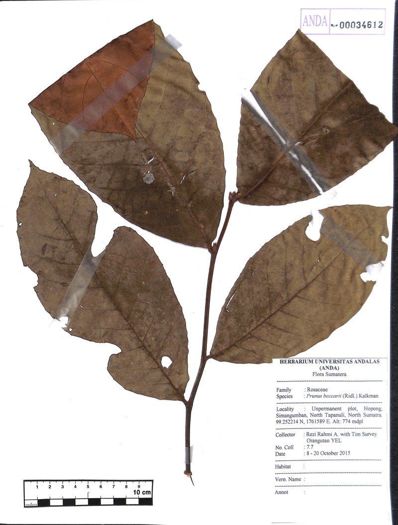 Prunus beccarii photo 4