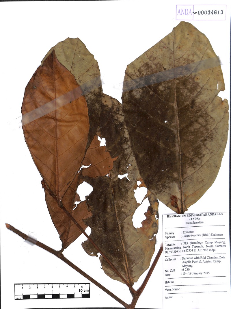 Prunus beccarii photo 5