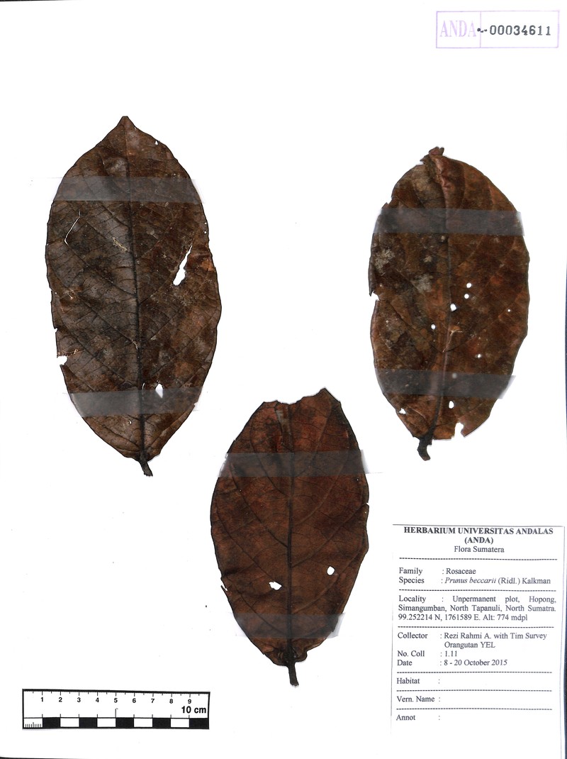 Prunus beccarii photo 6