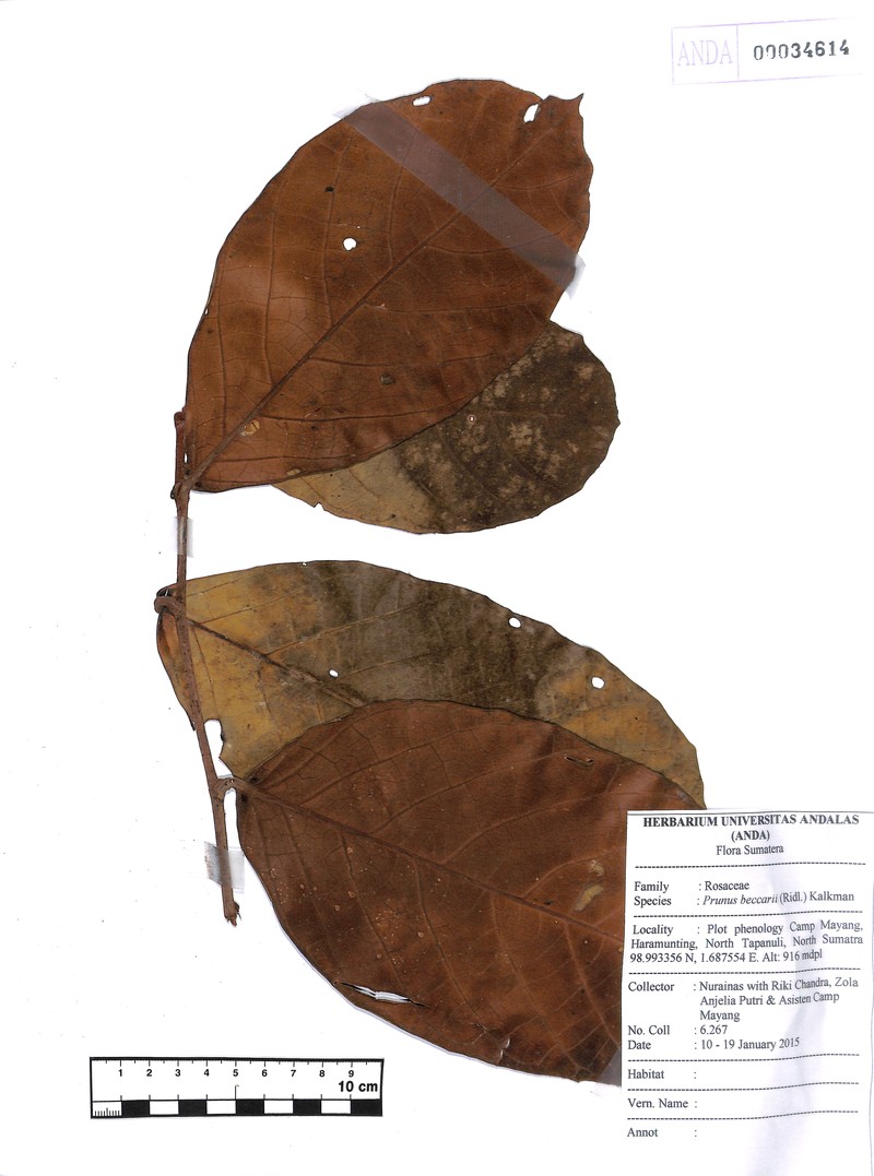 Prunus beccarii photo 7