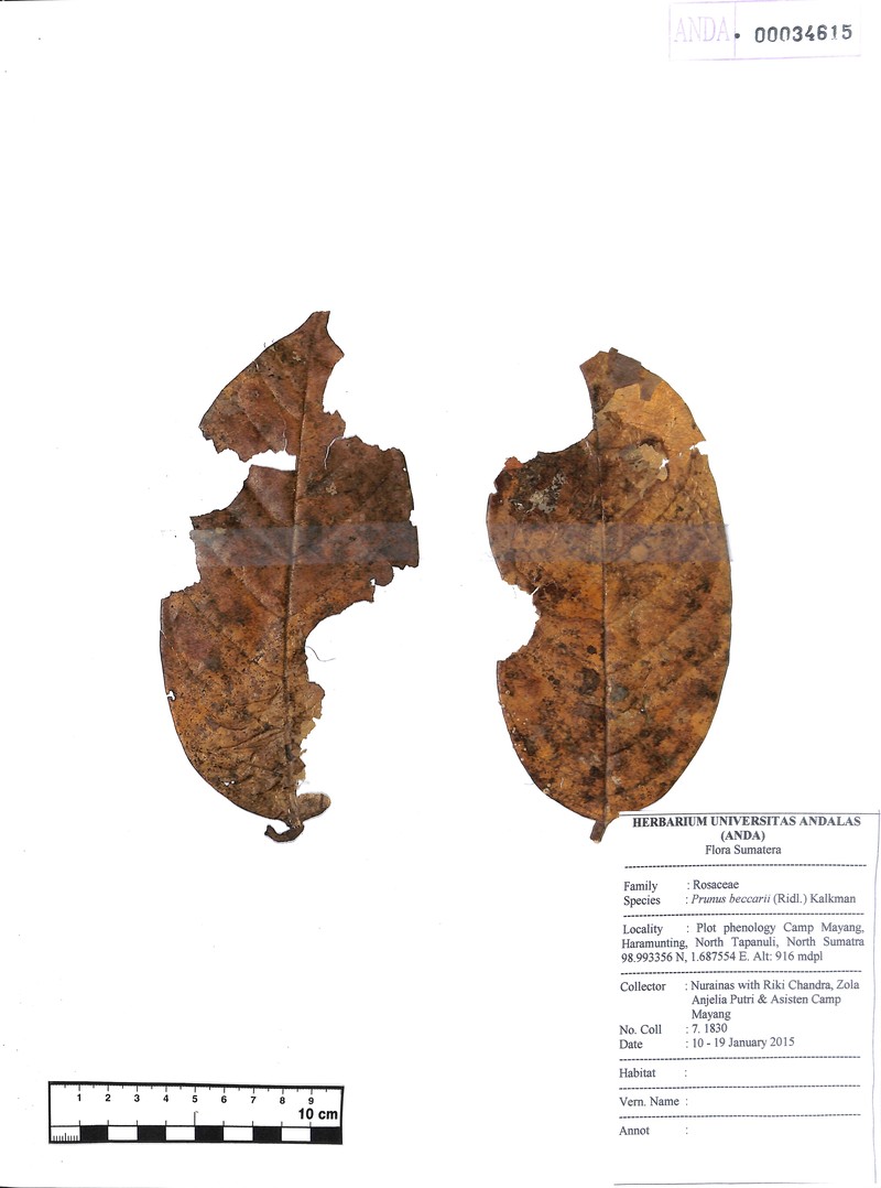 Prunus beccarii photo 8
