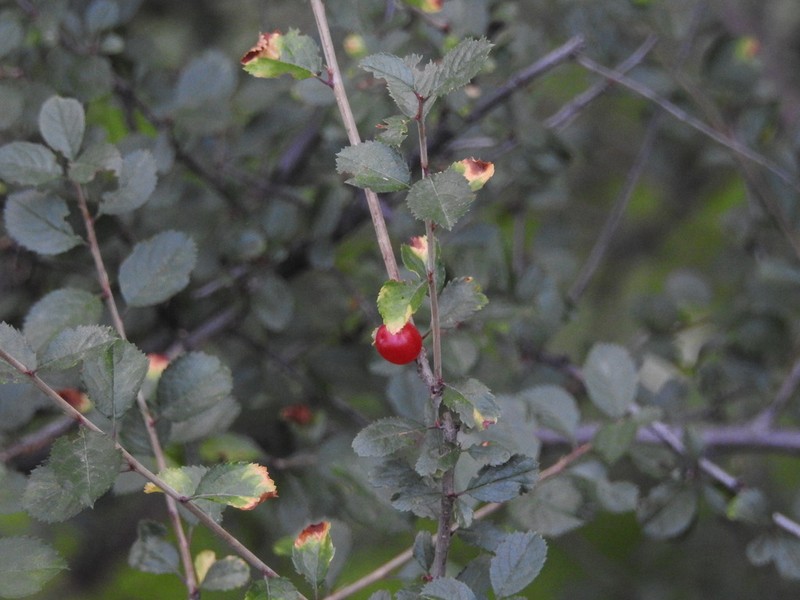 Prunus bifrons photo 2