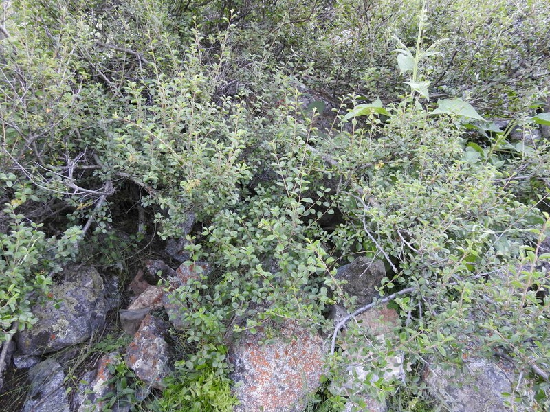 Prunus bifrons photo 3