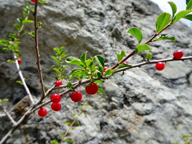 Prunus bifrons photo 4