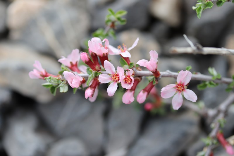 Prunus bifrons photo 5