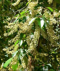 Prunus brachybotrya