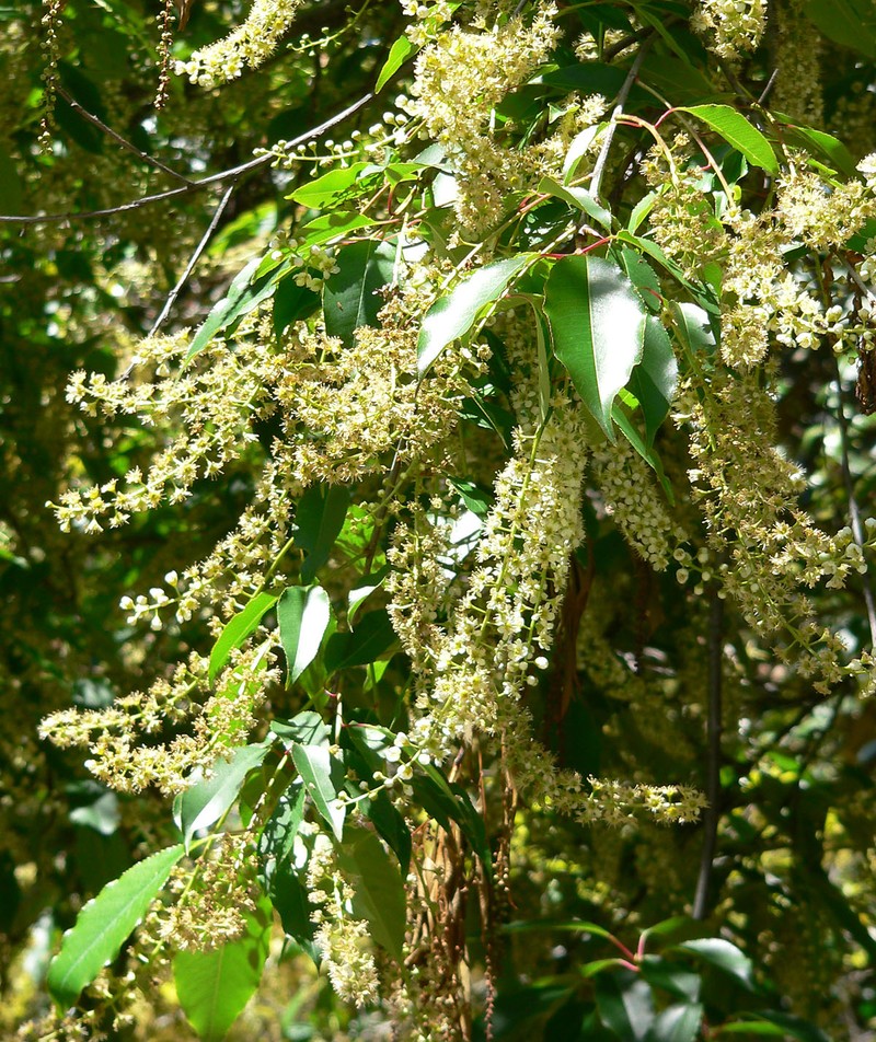 Prunus brachybotrya