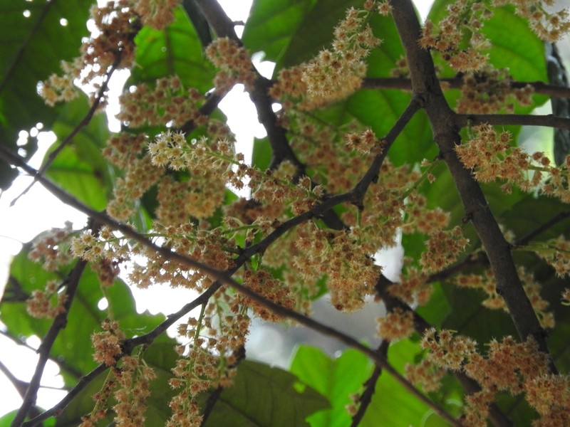 Prunus brachybotrya photo 2