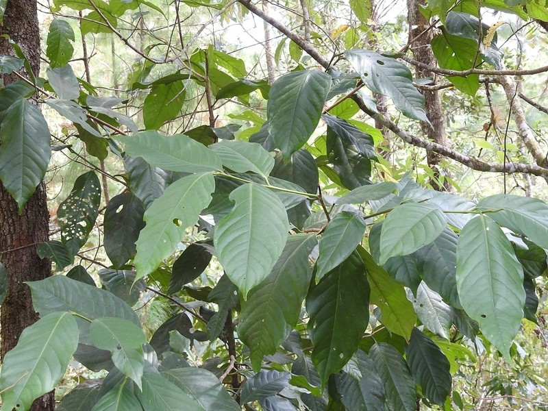 Prunus brachybotrya photo 3