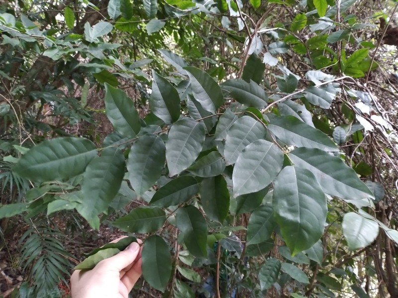 Prunus brachybotrya photo 4