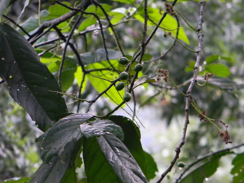 Prunus brachybotrya photo 5