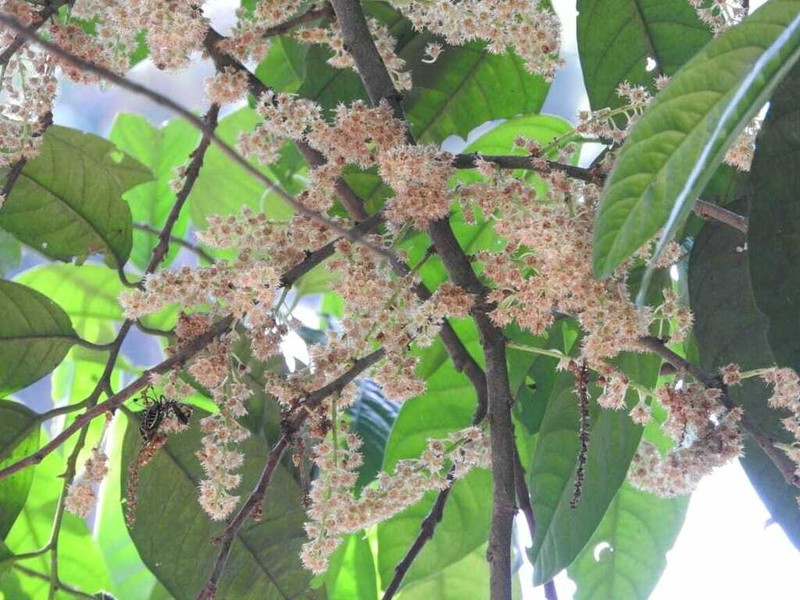 Prunus brachybotrya photo 6