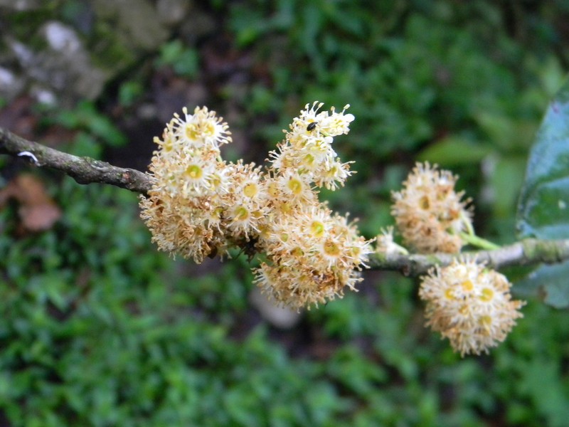 Prunus brachybotrya photo 7