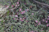 Prunus brachypetala