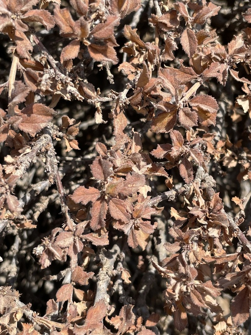 Prunus brachypetala photo 2