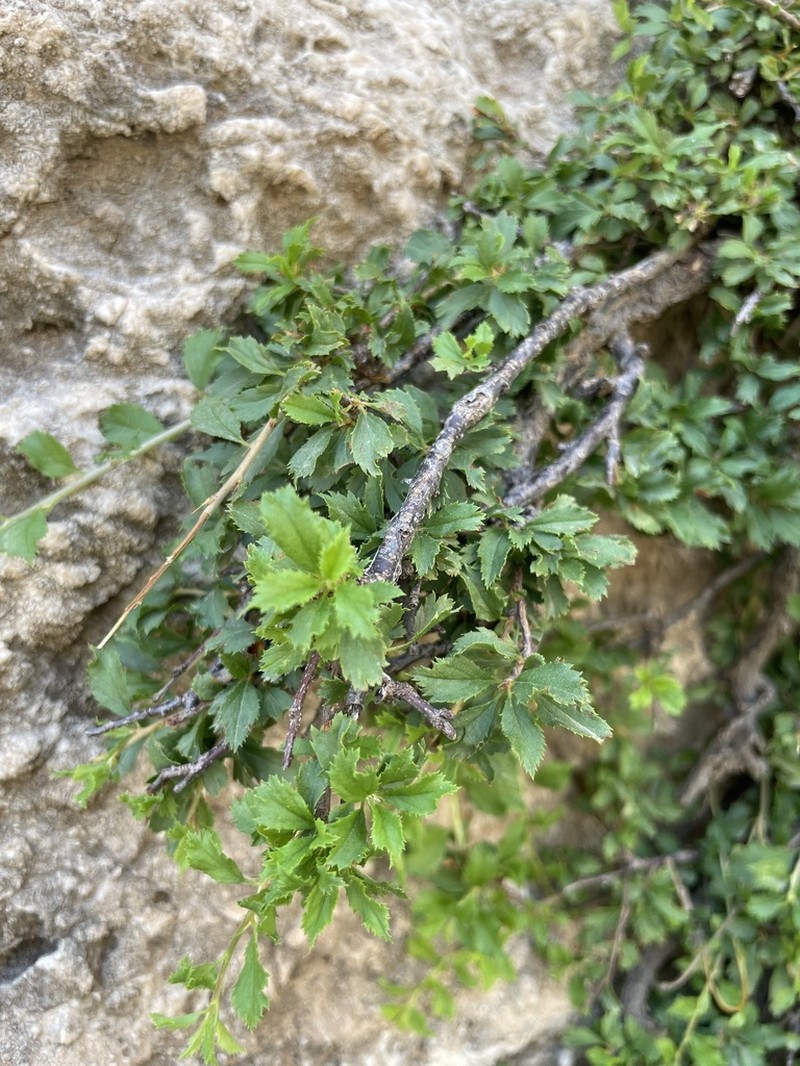 Prunus brachypetala photo 3