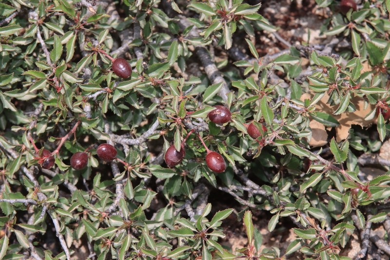 Prunus brachypetala photo 6