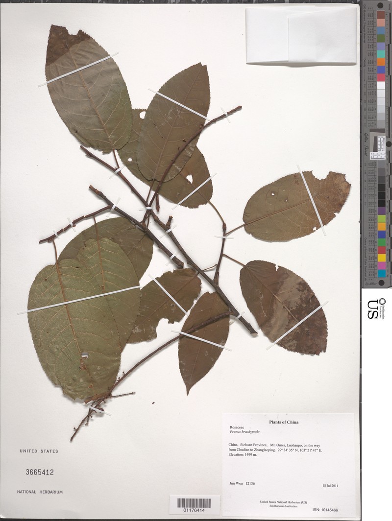Prunus brachypoda