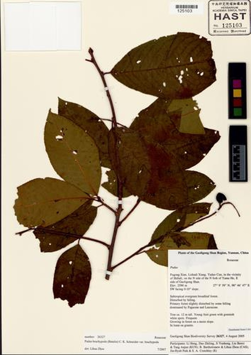 Prunus brachypoda photo 2