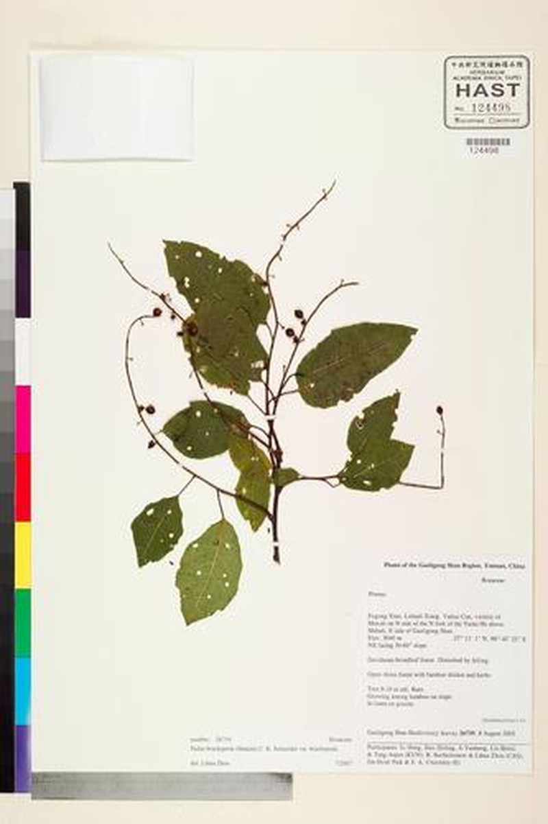 Prunus brachypoda photo 3