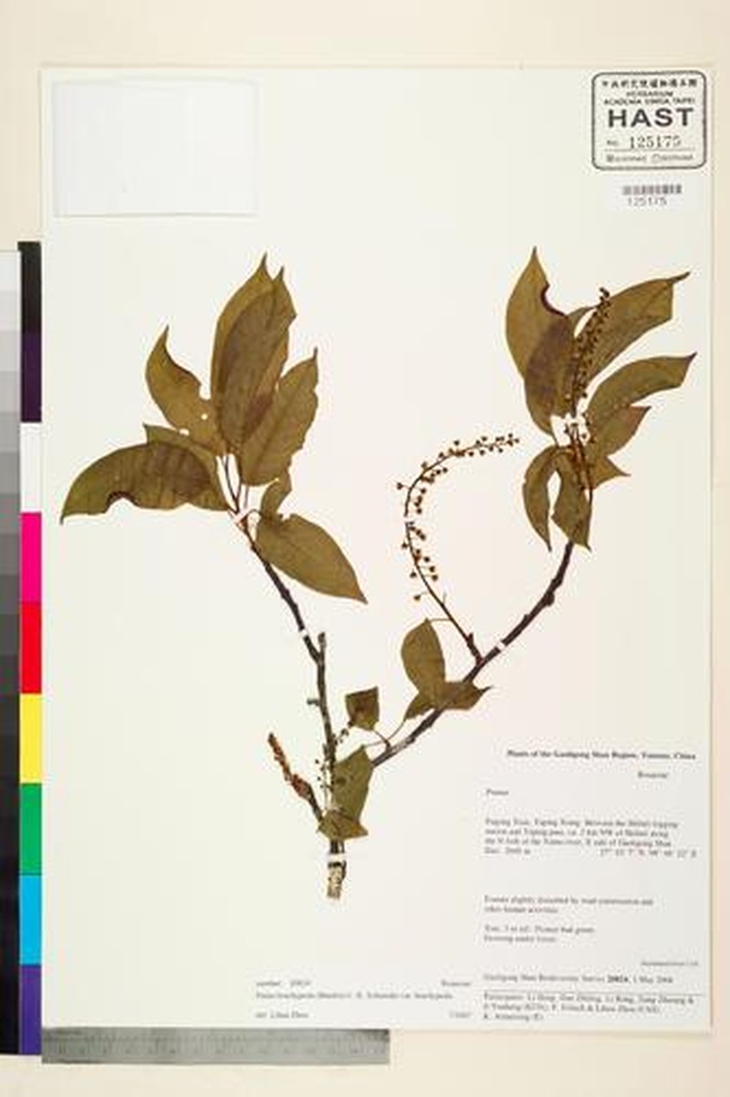 Prunus brachypoda photo 4