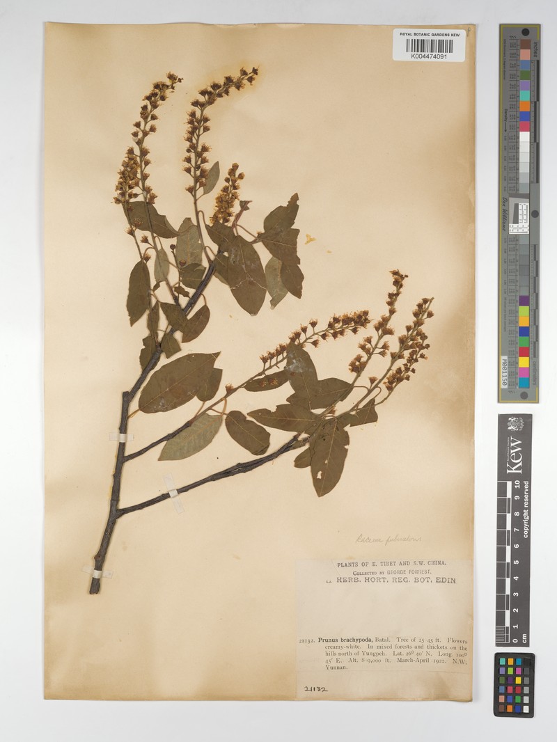 Prunus brachypoda photo 5