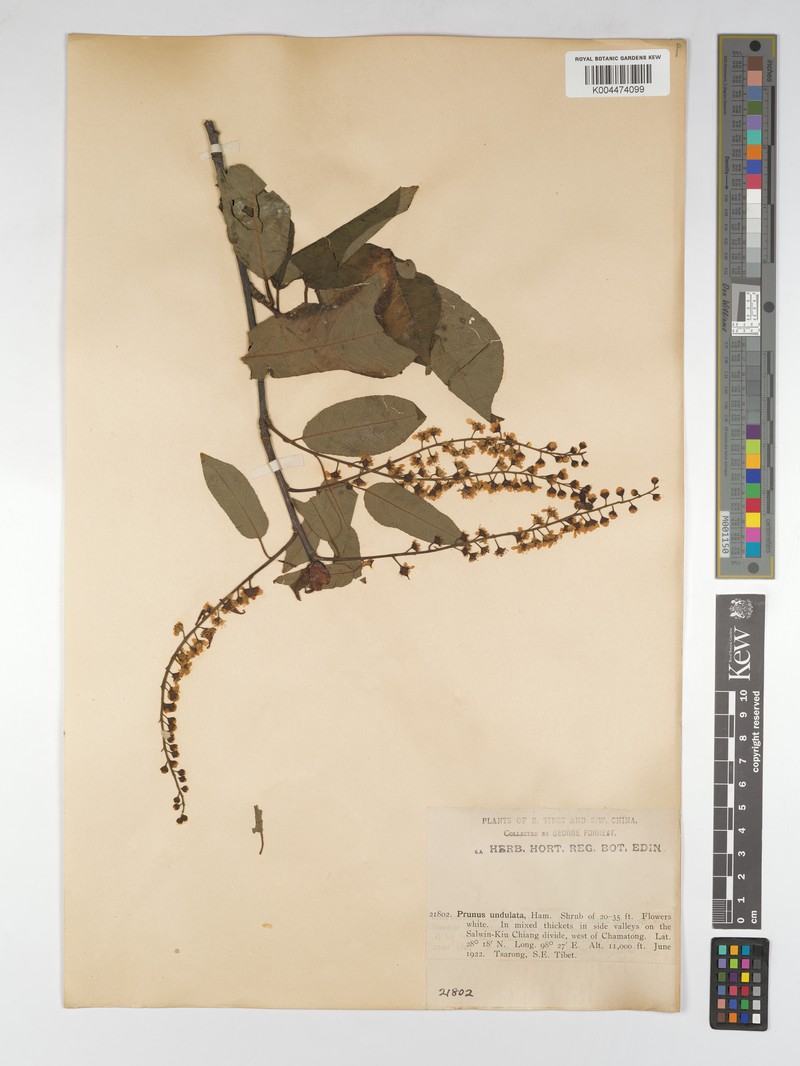 Prunus brachypoda photo 6