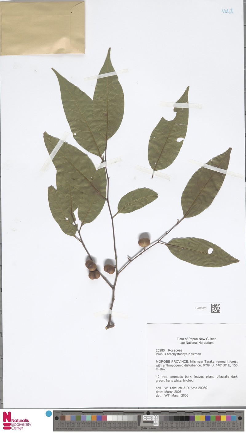 Prunus brachystachya