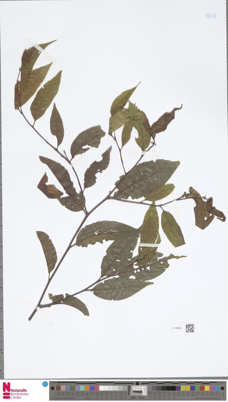 Prunus brachystachya photo 2