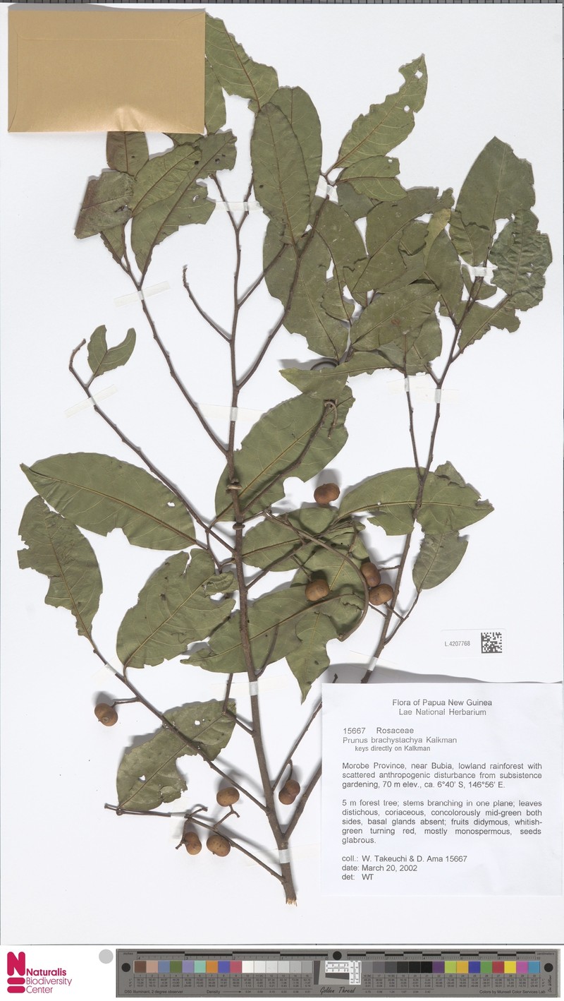 Prunus brachystachya photo 3