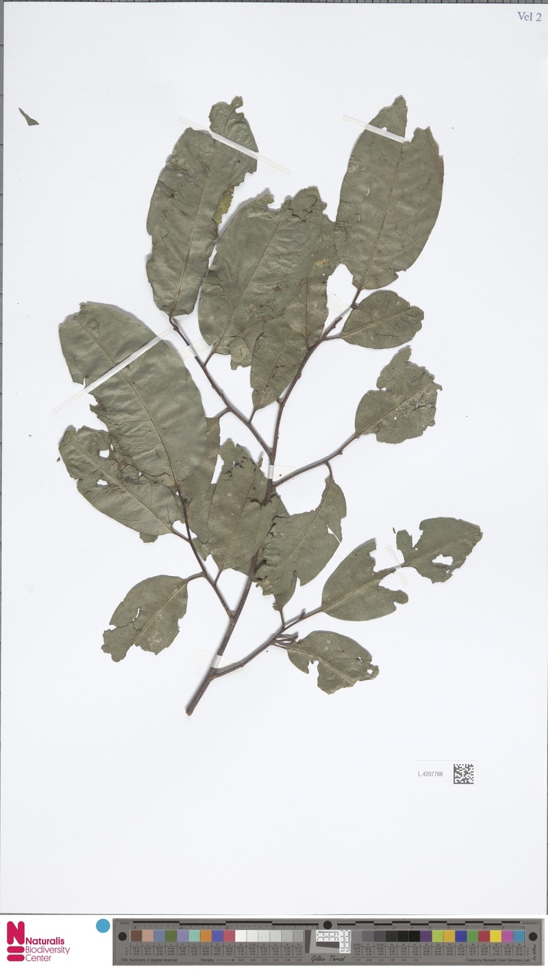 Prunus brachystachya photo 5