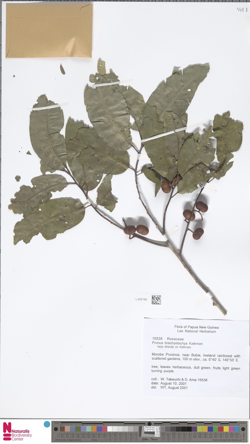 Prunus brachystachya photo 6
