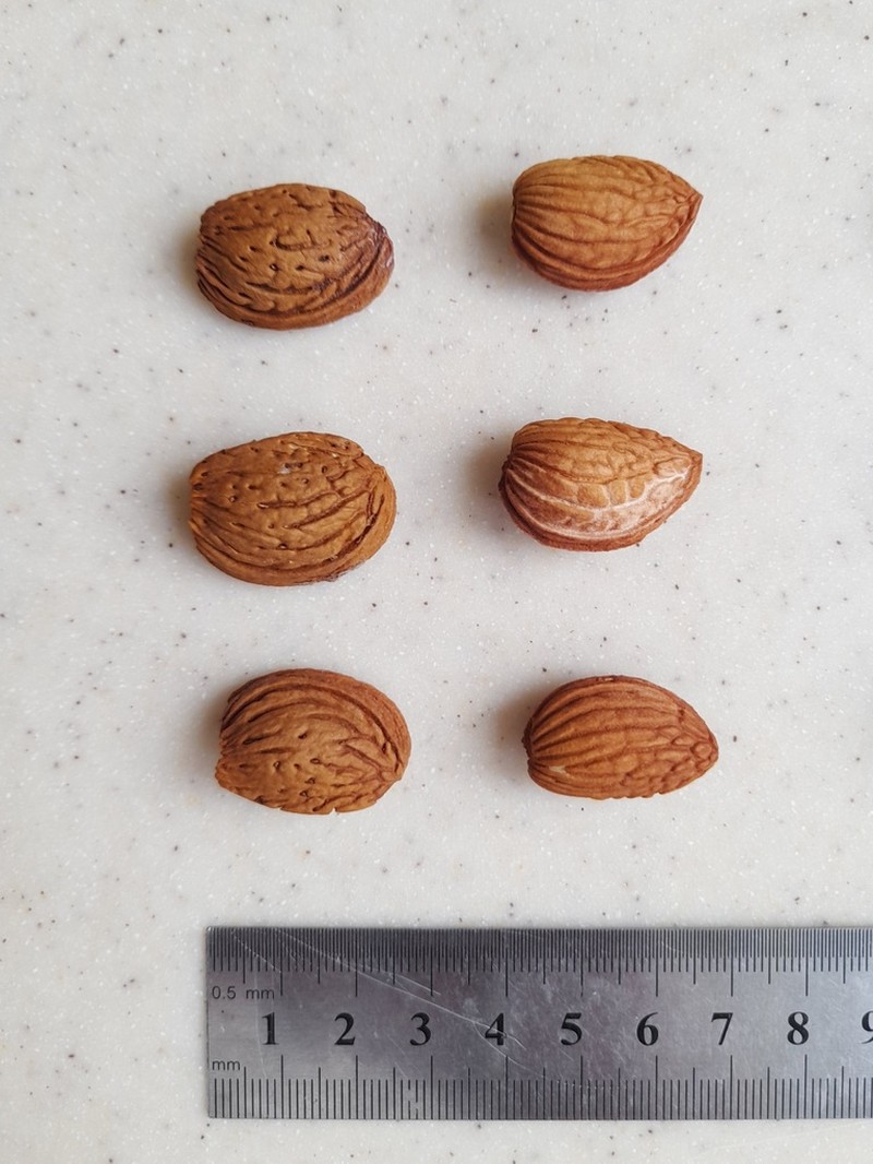 Prunus brahuica