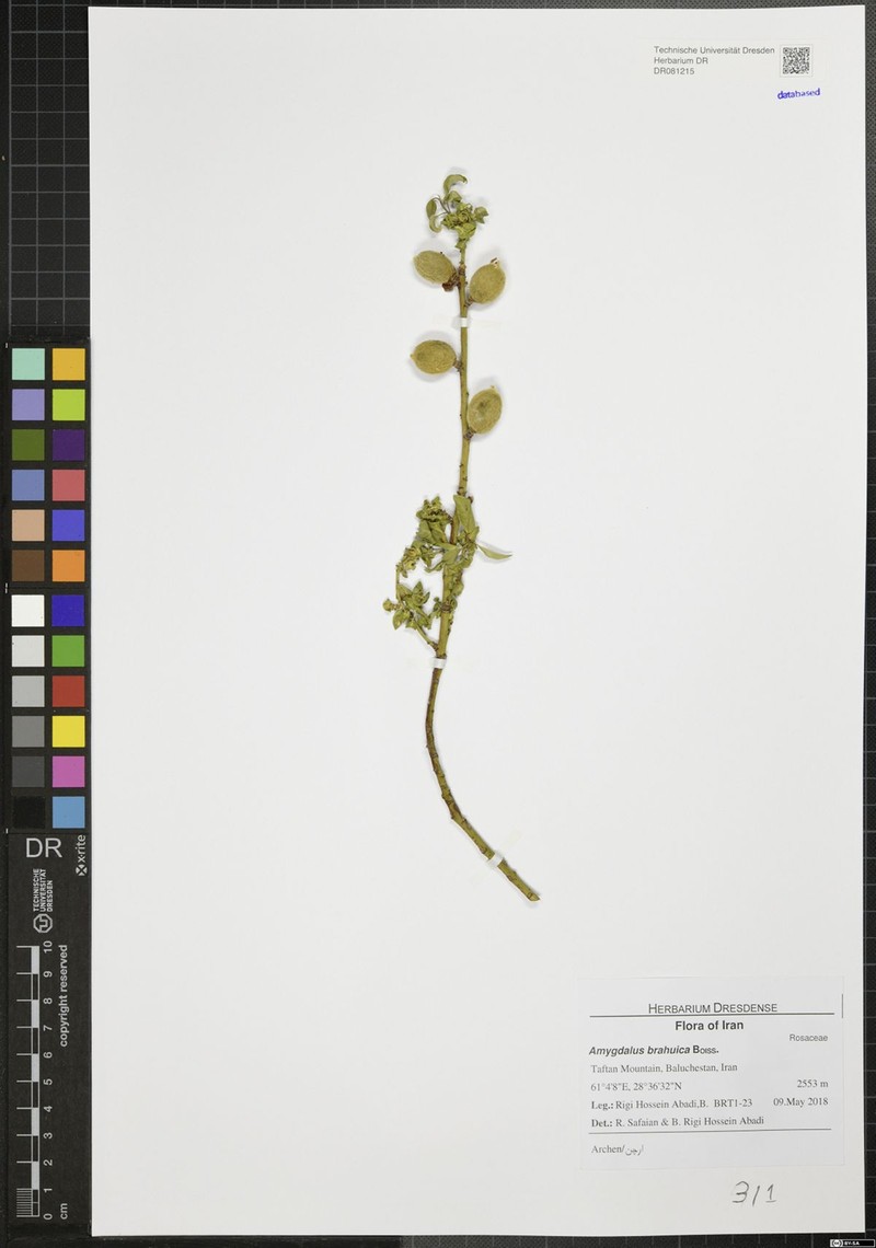 Prunus brahuica photo 3