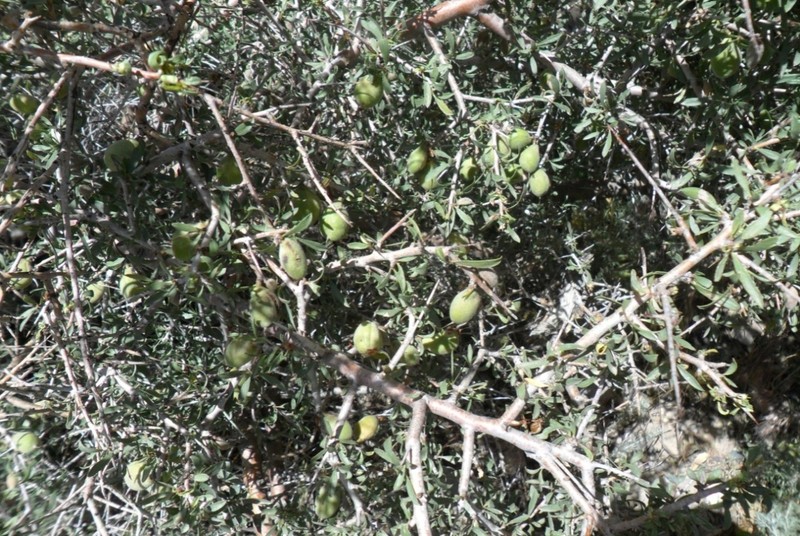 Prunus brahuica photo 4