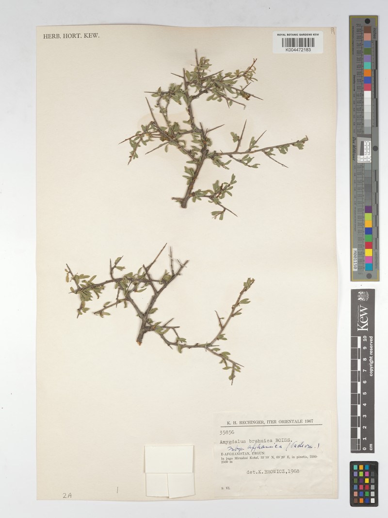 Prunus brahuica photo 5