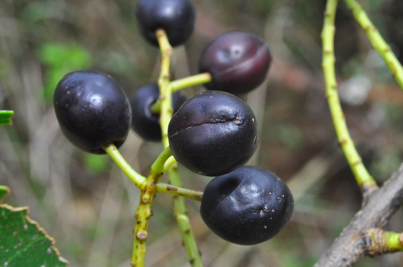 Prunus brasiliensis