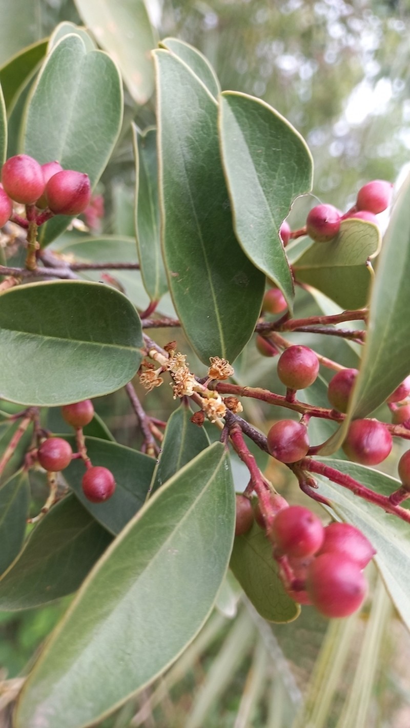 Prunus brasiliensis photo 2