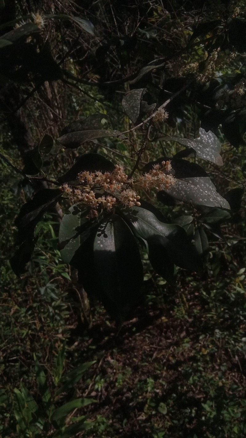 Prunus brasiliensis photo 3