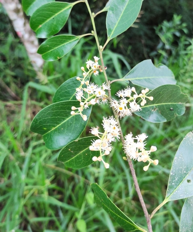 Prunus brasiliensis photo 4