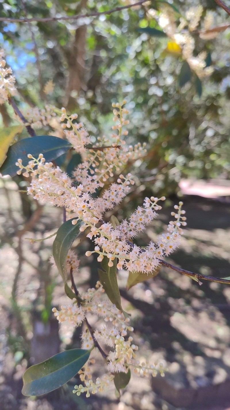 Prunus brasiliensis photo 5