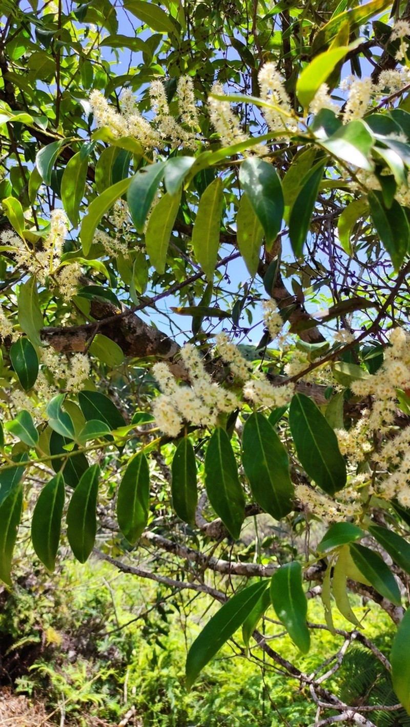 Prunus brasiliensis photo 6