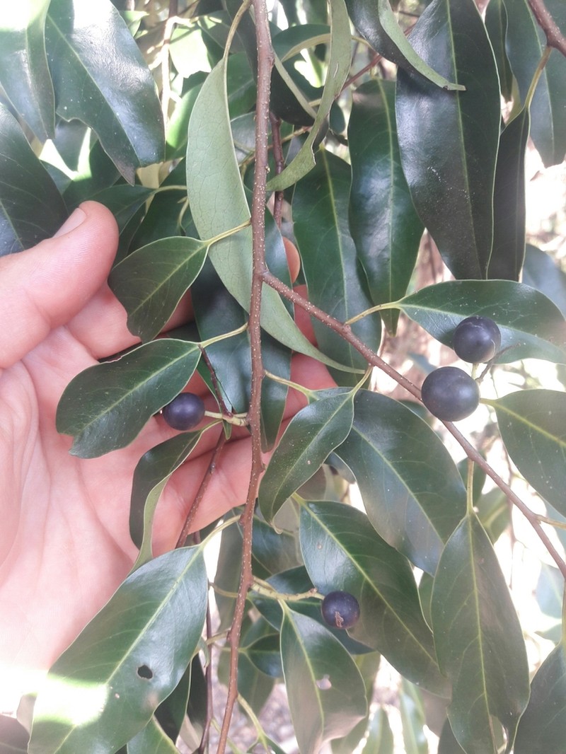 Prunus brasiliensis photo 7