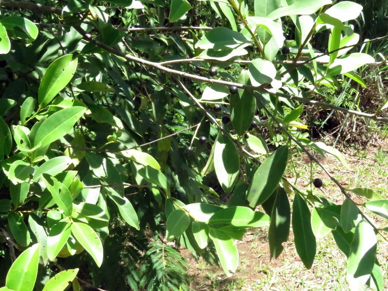 Prunus brasiliensis photo 8