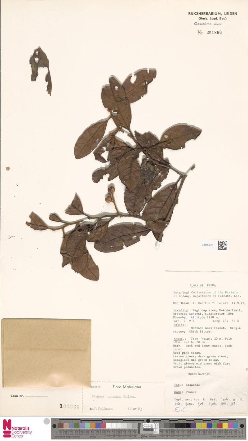 Prunus brassii