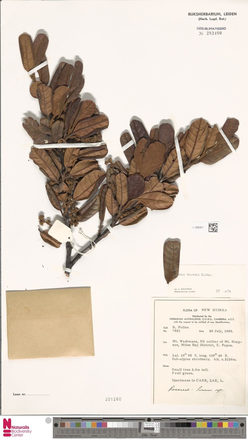 Prunus brassii photo 2